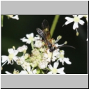 Dyspetes luteomarginatus - Schlupfwespe m01c 7mm - Tecklenburg-Habichtswald det06.jpg